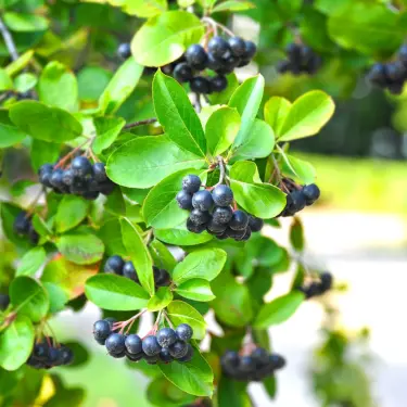 Surt og godt! Surbær til pryd og nytte 